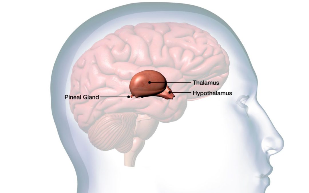 Pineal Gland Remote Viewing Mysterious Powers