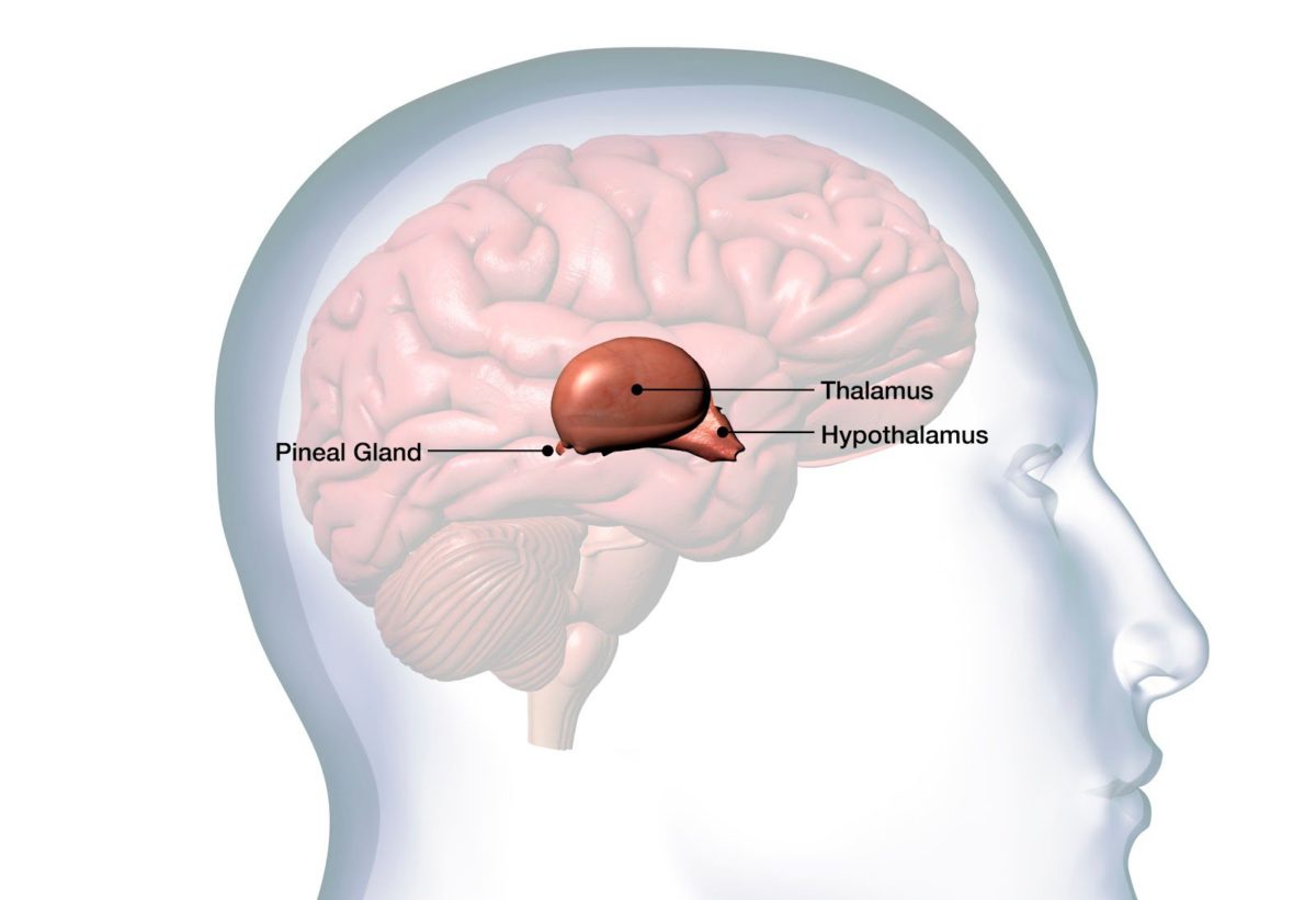 Pineal gland location