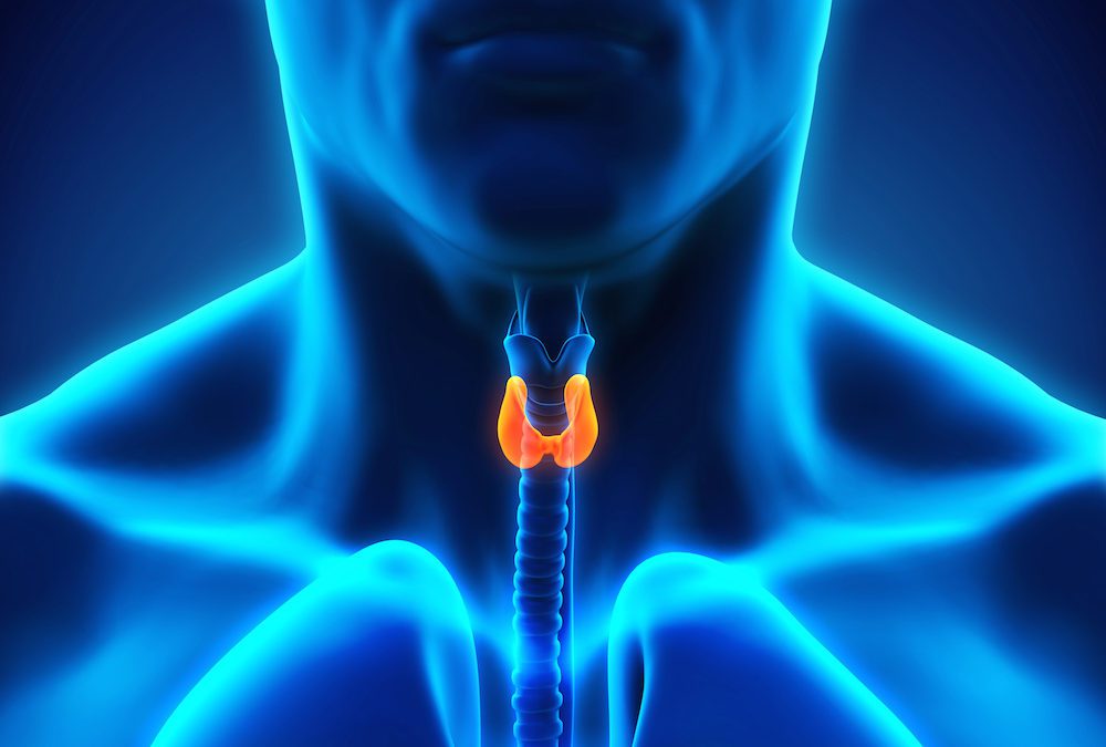 thyroid is fed by iodine